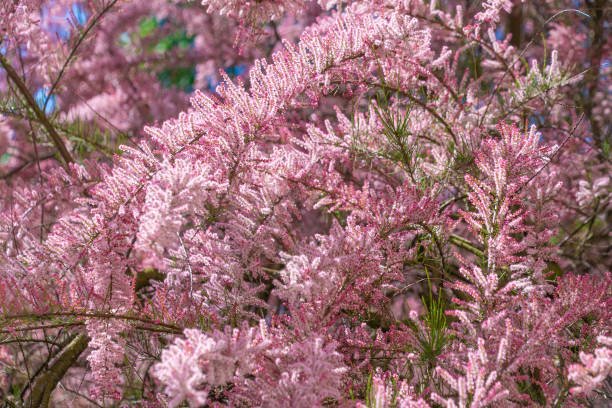 Tamarix rose